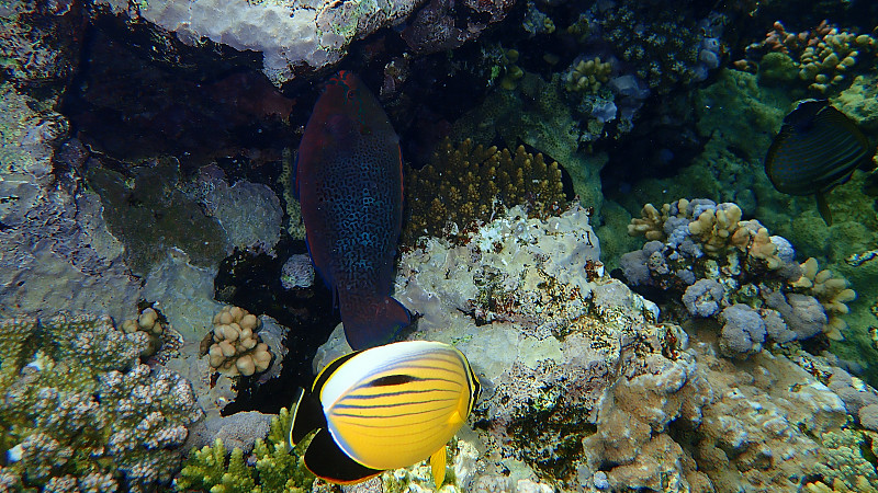 黑色鹦嘴鱼或黑色鹦嘴鱼，黑色鹦嘴鱼(Scarus niger)和黑尾蝴蝶鱼(Chaetodon au