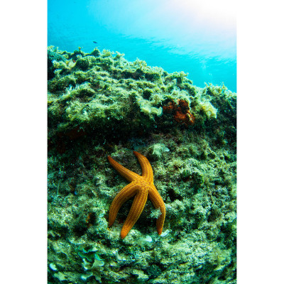 岩石上的海星