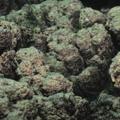 微生物