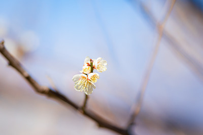春天花园公园里粉红色的梅花盛开