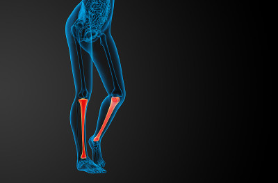 胫骨的3d渲染医学插图