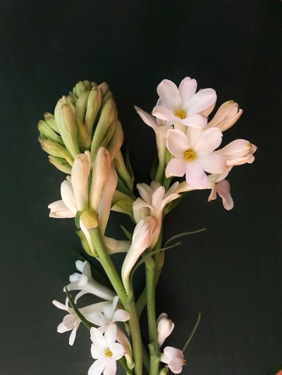 晚香玉花束