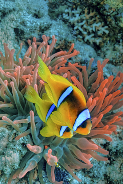 红海小丑鱼，埃及红海