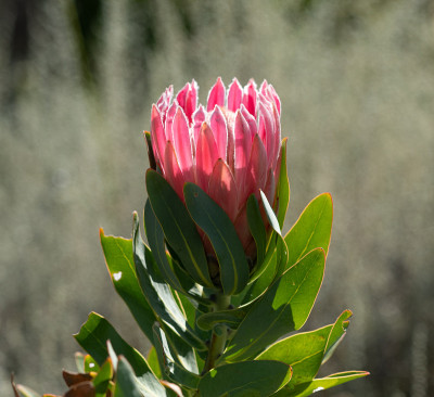 单王Protea，绿叶Protea cynaroides，