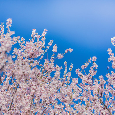 花花