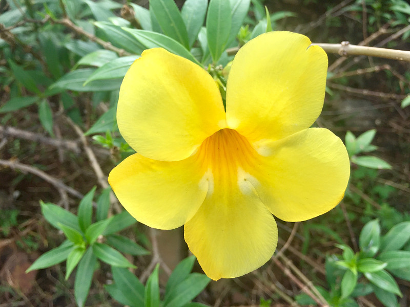 黄色的花