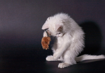 可爱的小猫在玩玩具老鼠