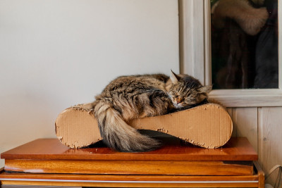 毛绒绒的猫睡在一个抓挠柱上
