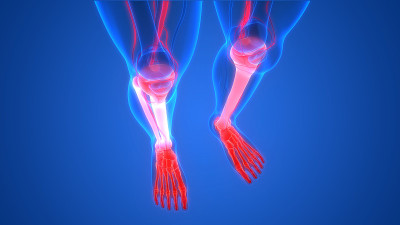人体骨骼系统骨关节解剖学