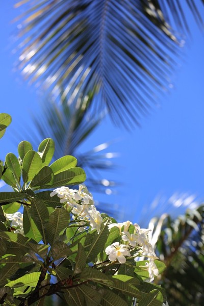 夏威夷Plumeria花