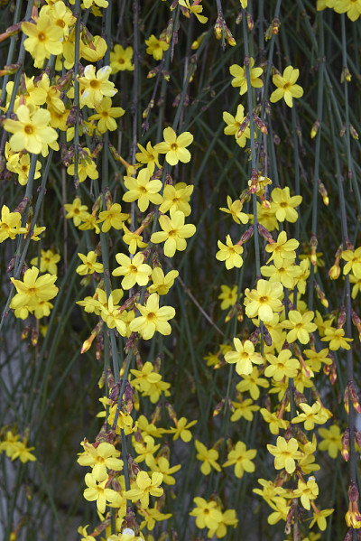 迎春花