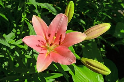 粉色百合的花