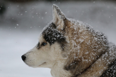 西伯利亚雪橇犬