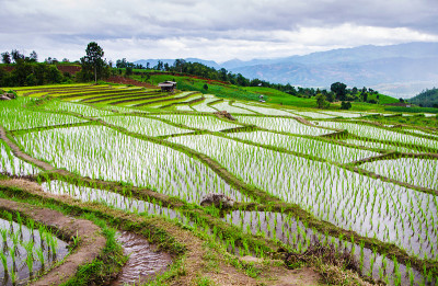 阶地稻田