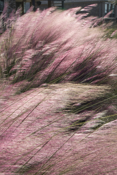 穆勒草(Muhlenbergia)