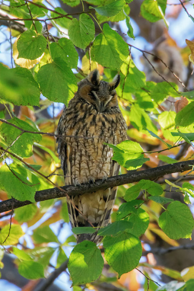 长耳猫头鹰坐在树上(Asio otus)