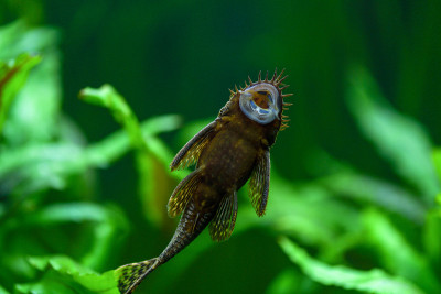Ancistrus dolichopterus。鱼的肚子普通，鲶鱼粘在水族箱的玻璃上，可以看到水族箱