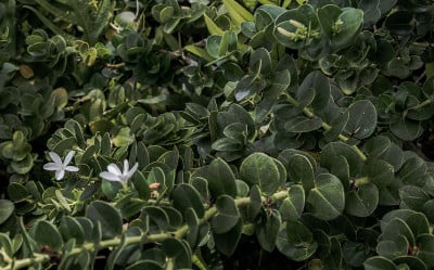 假虎刺属macrocarpa。白色的花和绿色的叶子背景。