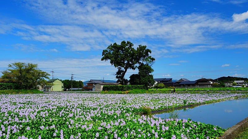 水葫芦， 奈良， 贾帕