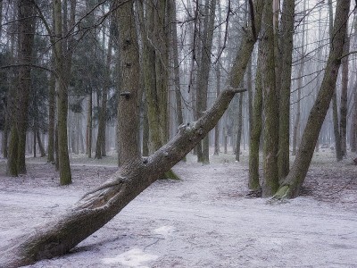深秋雾蒙蒙的森林。森林里的立冬。公园里的第一场雪。