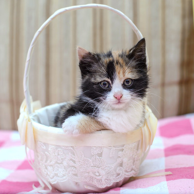 可爱的三色小猫在家里