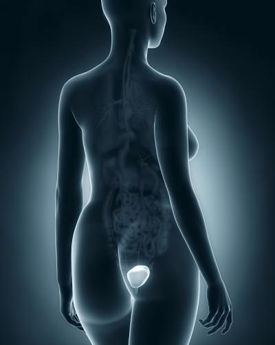 女性膀胱解剖x线黑色后视图