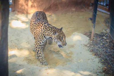 豹(Panthera pardus)