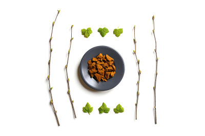 白桦茸蘑菇。由圆板上的桦树真菌和白桦树枝和醋栗树叶组成。替代天然药物的概念