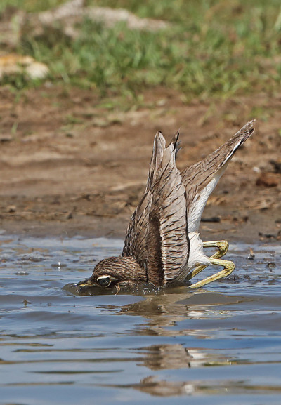 水Thick-knee