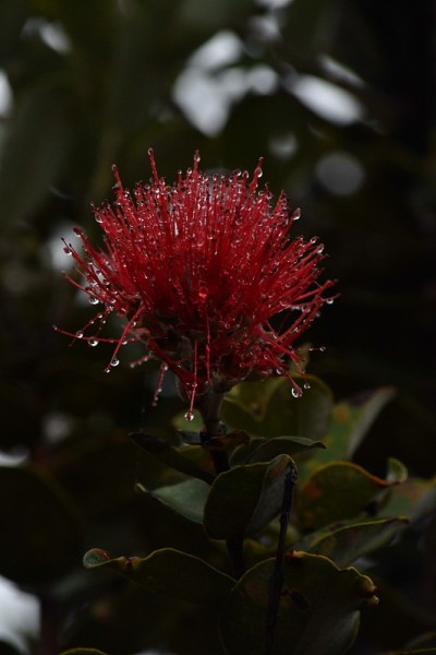 夏威夷的奥希亚花