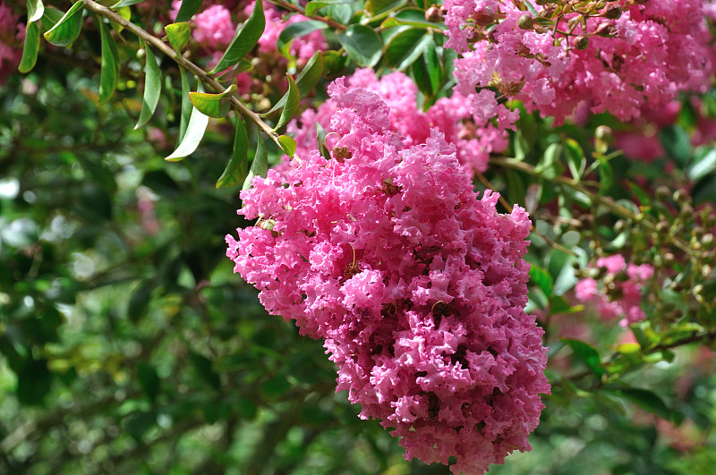 百合花，印度的花园，花树