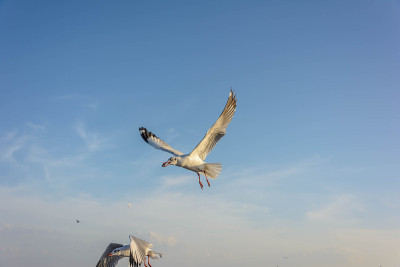 双飞翔的海鸥
