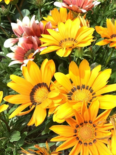 花