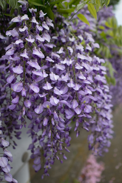 紫藤花