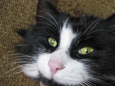 猫的嘴靠近了。黑白相间的猫，绿眼睛。