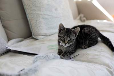 小猫在沙发上玩耍