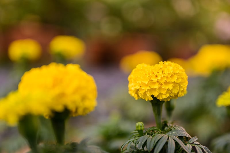 花园里美丽的万寿菊(万寿菊、墨西哥万寿菊、阿兹特克万寿菊或非洲万寿菊)。