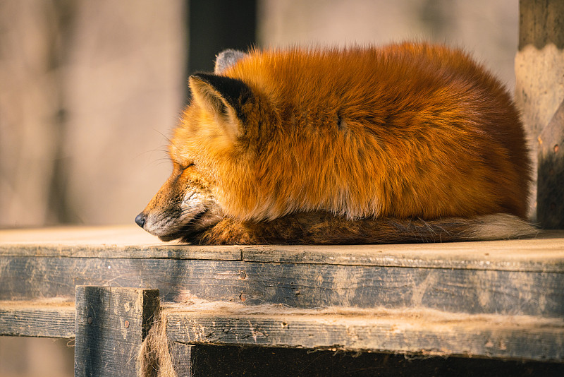 Various colored foxes at the park