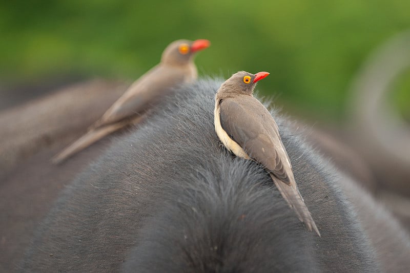 红嘴Oxpecker