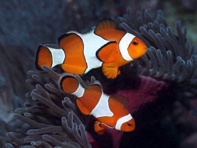Ocellaris Clownfish
