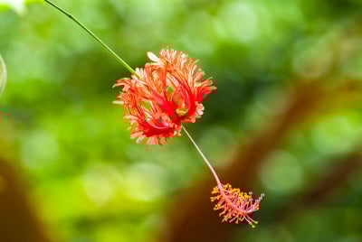 伊甸园计划-花