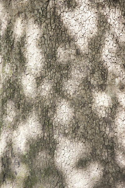 树干