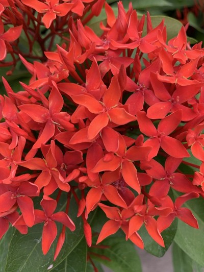 红色的花