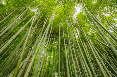 京都竹林
