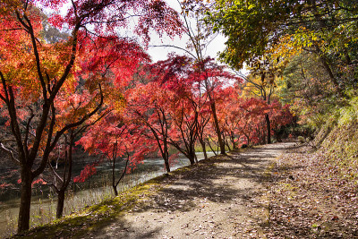 千叶市，千叶县，日本/泉自然公园千叶市，千叶县，日本