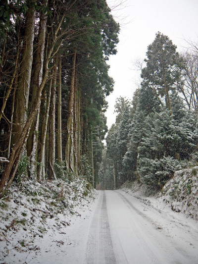 森林里的雪路