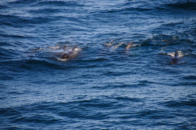 Long-finned Pilot Whales
