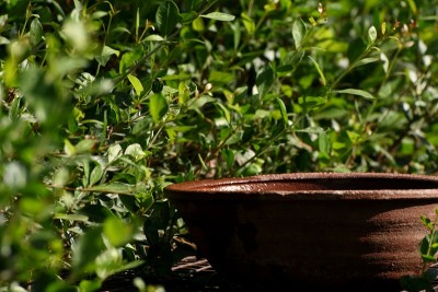 用绿色的“hina”Lawsonia inermis为鸟准备的水罐