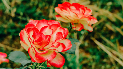 玫瑰和玫瑰花蕾