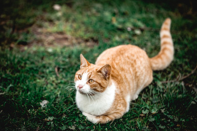 在森林里等待的猫